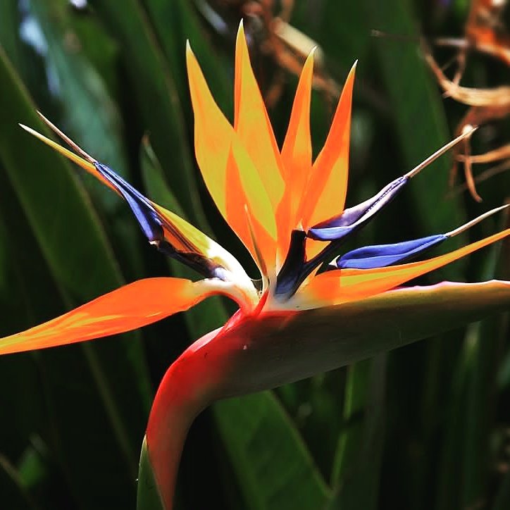 evrgrdn's tweet photo. Bird of Paradise 
#birdofparadise #tropical #plants #trees #herbs #vines #garden # flower #nature #flora #evrgrdn https://t.co/8lyQnuy3HN