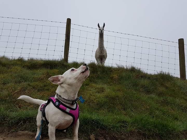 Let Me Jog Your Dog (LetMeJogYourDog) Twitter