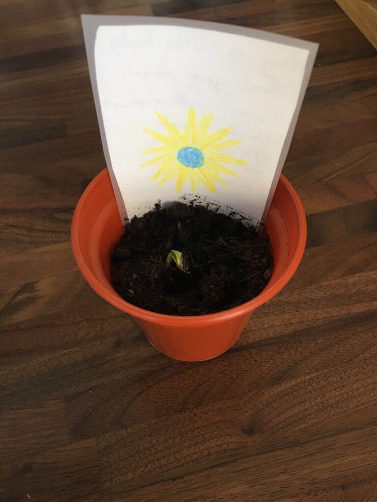 PrimaryWaterloo's tweet photo. Mrs Weaver has successfully planted her sunflower, purchased from the year 6 stall at the Easter sale. Anyone else planted theirs? https://t.co/R1VDBswN4F