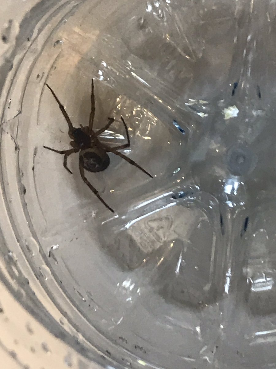 Bickmore's tweet photo. Been bitten on @VirginTrains. Is this a #falsewidow #spider ? https://t.co/3cSjZkDyVz