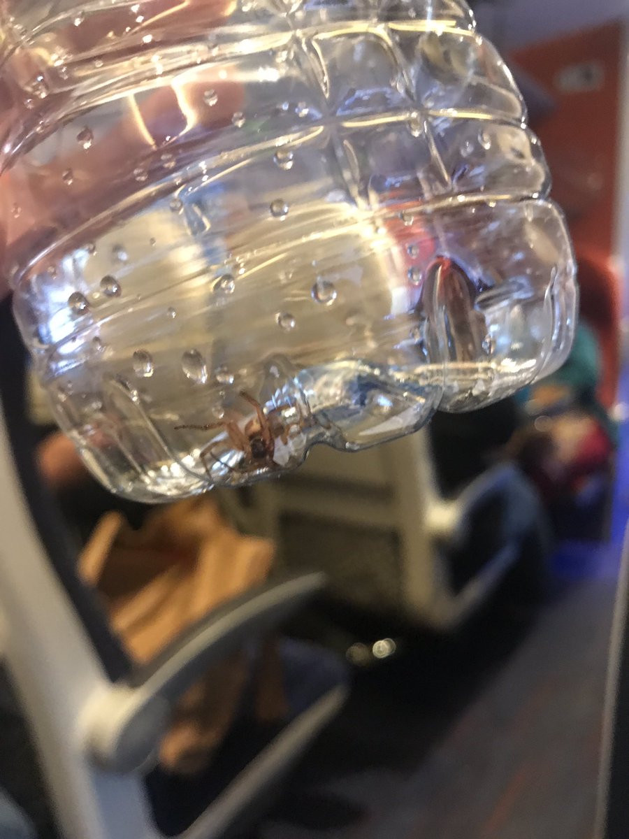 Bickmore's tweet photo. Been bitten on @VirginTrains. Is this a #falsewidow #spider ? https://t.co/3cSjZkDyVz