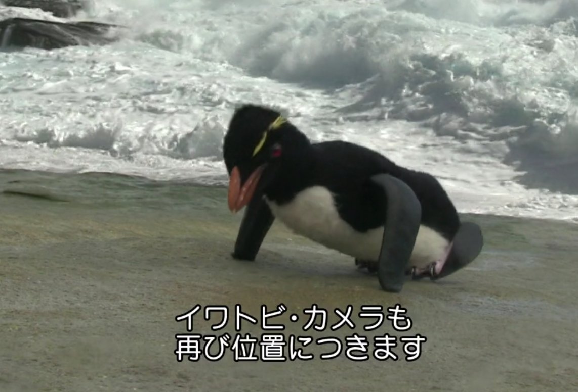 ぬっそ 潜入 スパイカメラ ペンギン 極限の親子愛 Amazonビデオ ジョン ダウナー T Co Ykyiwdz4bj Amazonjpさんから ペンギン型カメラがやたら高機能で草生える