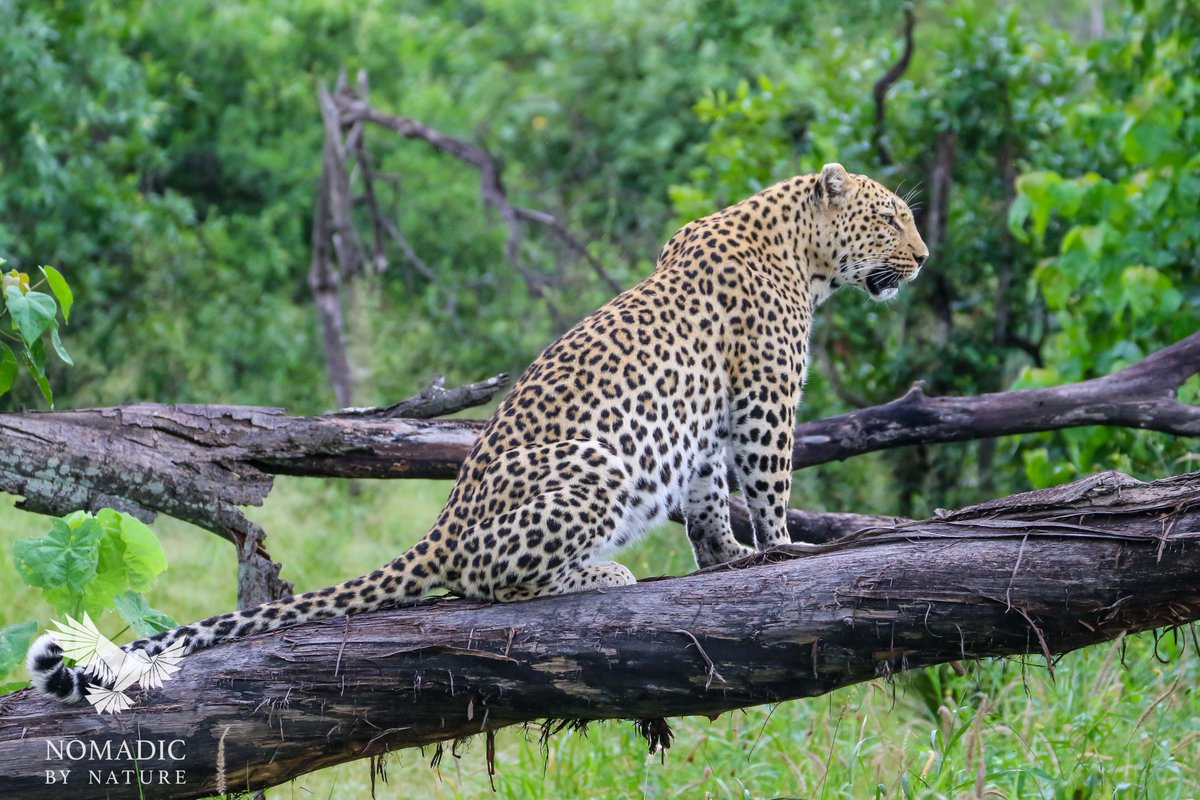 With so much rain this year, it is really a unique time to see the #Okavango Delta at its best.  #lostinbots bit.ly/2mniDR7
