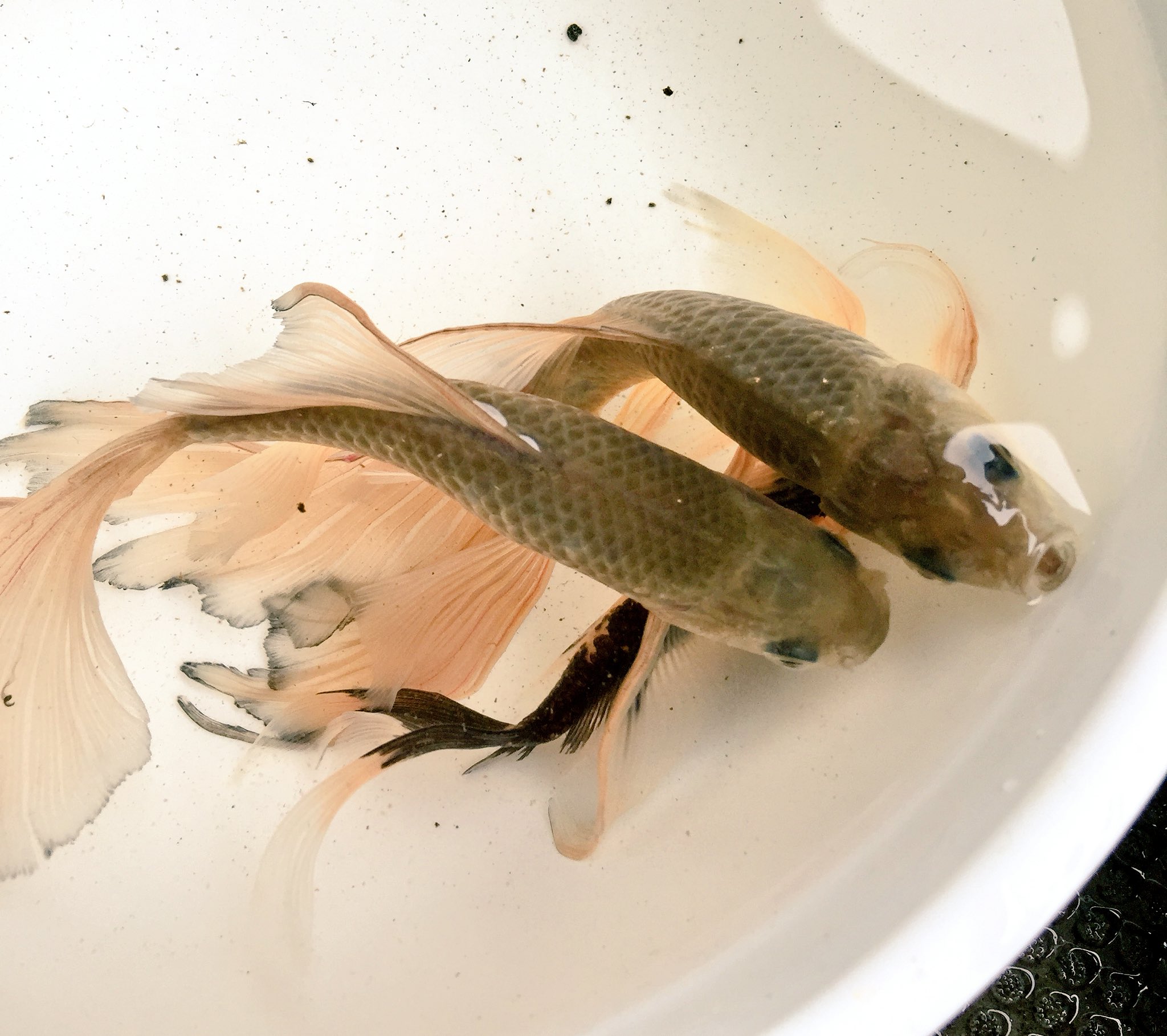 あやる ベランダの鉄魚さんたちとても綺麗 鉄魚はヒレの長い 宮城県出身のお魚です T Co 3fycvfslk6 Twitter