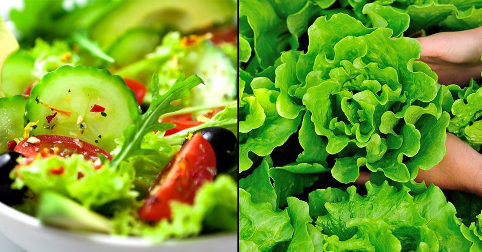 ladbible's tweet photo. Plants can hear themselves being eaten. Bad news for vegetarians.. https://t.co/HLdTgOVOb7 https://t.co/ZLQiA33NbC