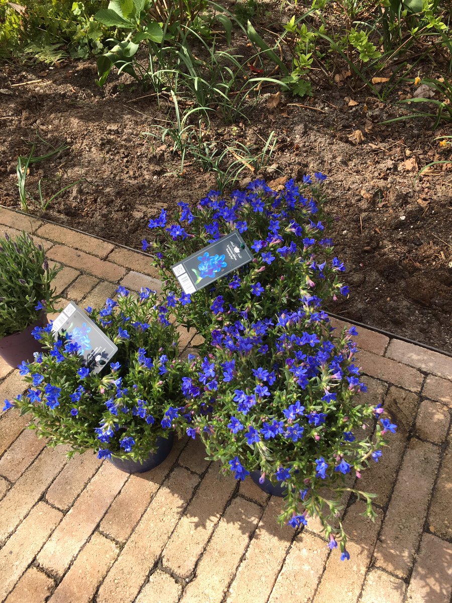 SaffiBorderT's tweet photo. 'Heavenly Blue' Lithidora diffuser Going to plant in Saffis fav wee wee spot #BTposse https://t.co/gMuCILlYJS