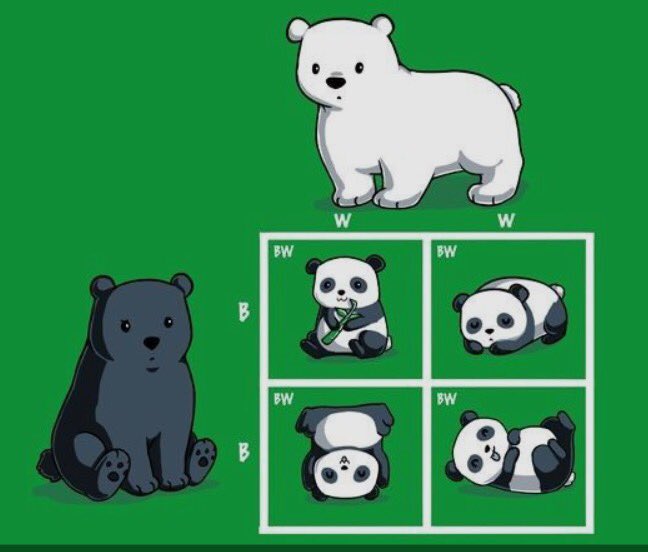 biostandups's tweet photo. #Codominance led panda evolution.. https://t.co/ISJfnjsXtb