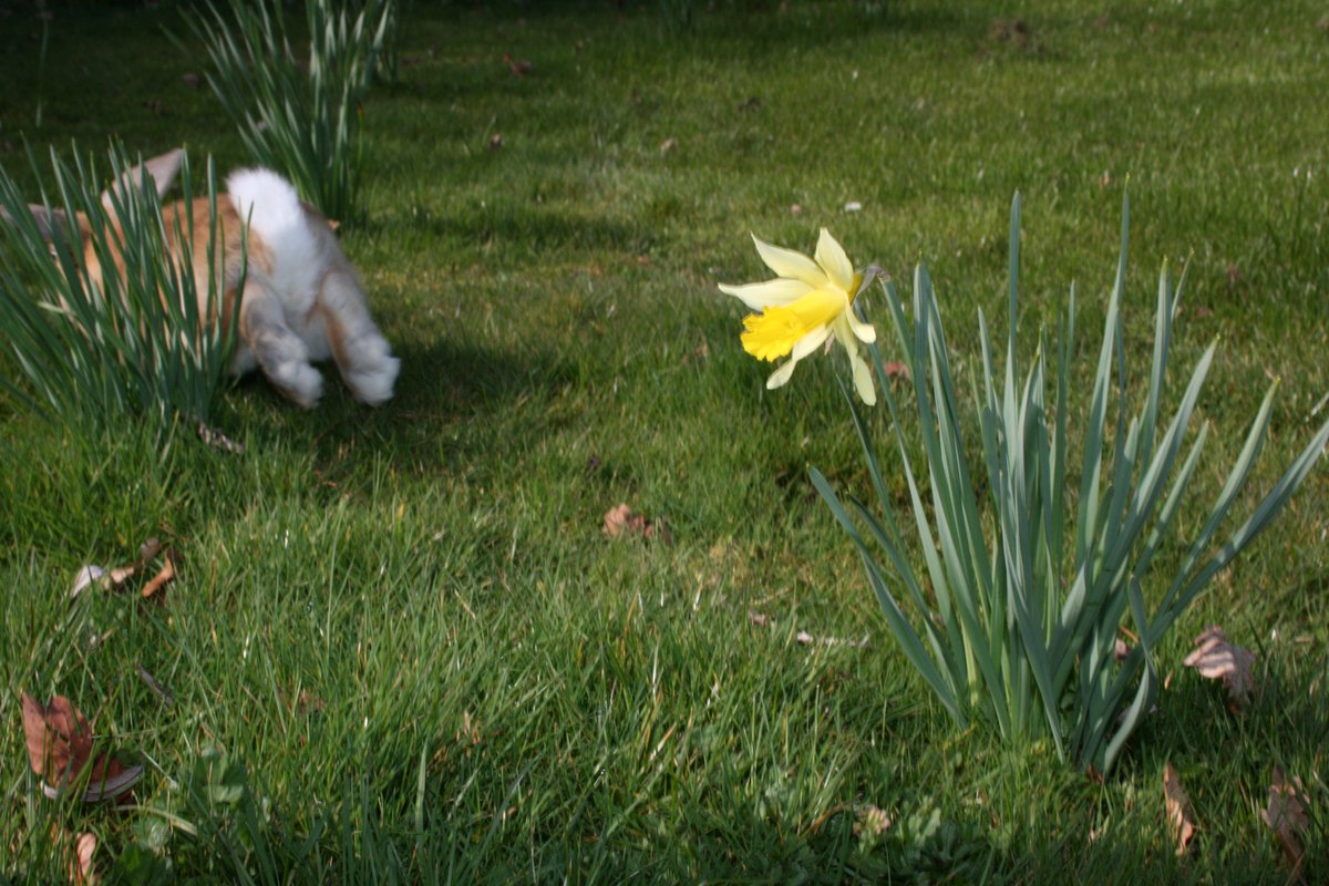LongdownFarm's tweet photo. Follow the Easter bunny to the farm for lots of fabulous farming fun during the holidays. Don't miss the Egg trails 14th to 17th April. https://t.co/zvCthfMBmD