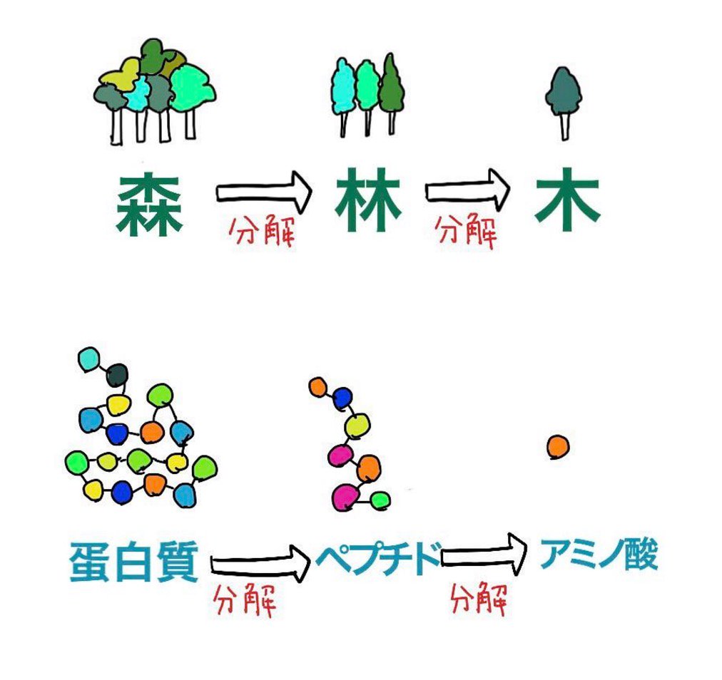 ゴロ 解剖生理イラスト 森 を分解していくと 木 になるように 蛋白質 を分解 消化酵素によって していくとアミノ酸になる この構造 一度覚えると忘れることはない