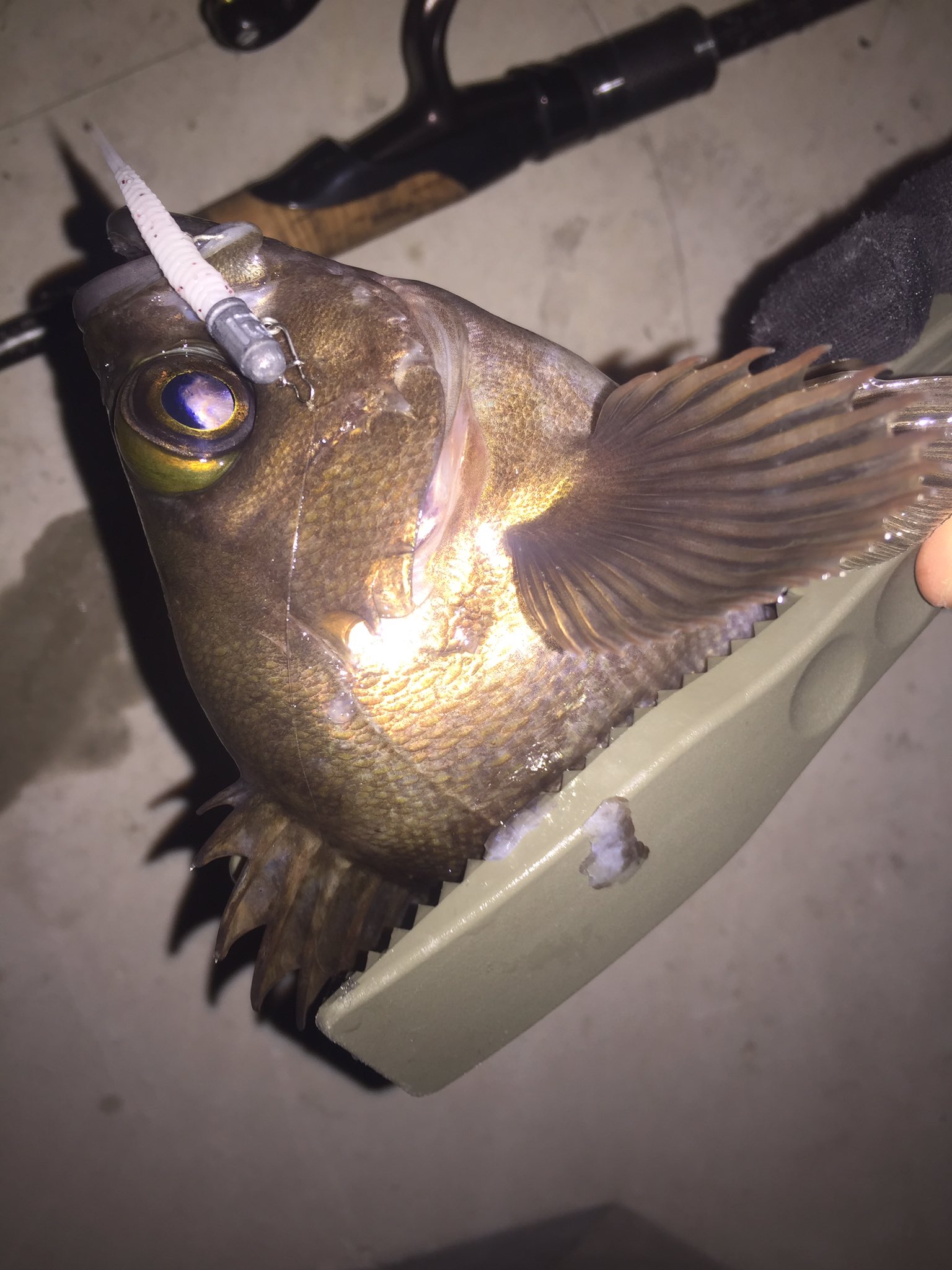 去川直稔 昨夜の釣果です 夜光虫が多く 厳しい状況でしたが なんとか アップとれました 胃の中は空でした 70 無いくらいのシーバスもキャッチでき 満足です ワーム レインズ アジアダー ジグヘッド メバル弾丸2gとキラーダート2g