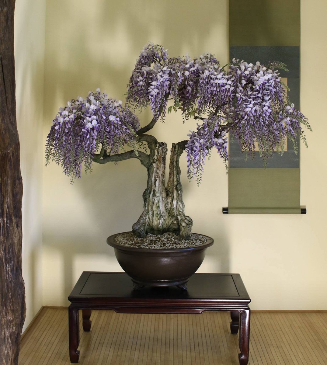 Wisteria by Peter Ebensperger. #bonsai