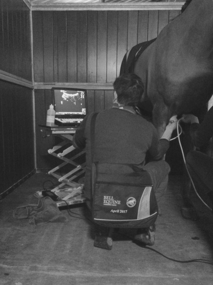 Bell Equine Vets tweet media