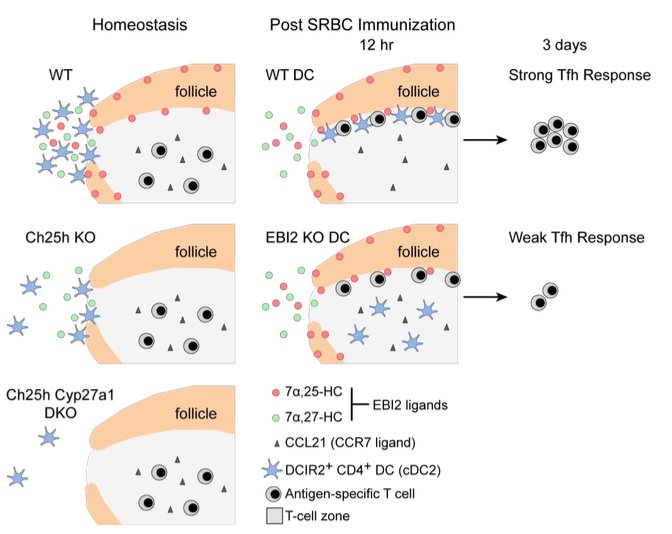mmw_lmw's tweet photo. #DendriticCells | Distinct #EBI2 OxySterol Ligands control #DC Positioning | JasonCyster @UCSF @SciImmunology https://t.co/wwwzrcPt4M https://t.co/UrlGvl1EXX