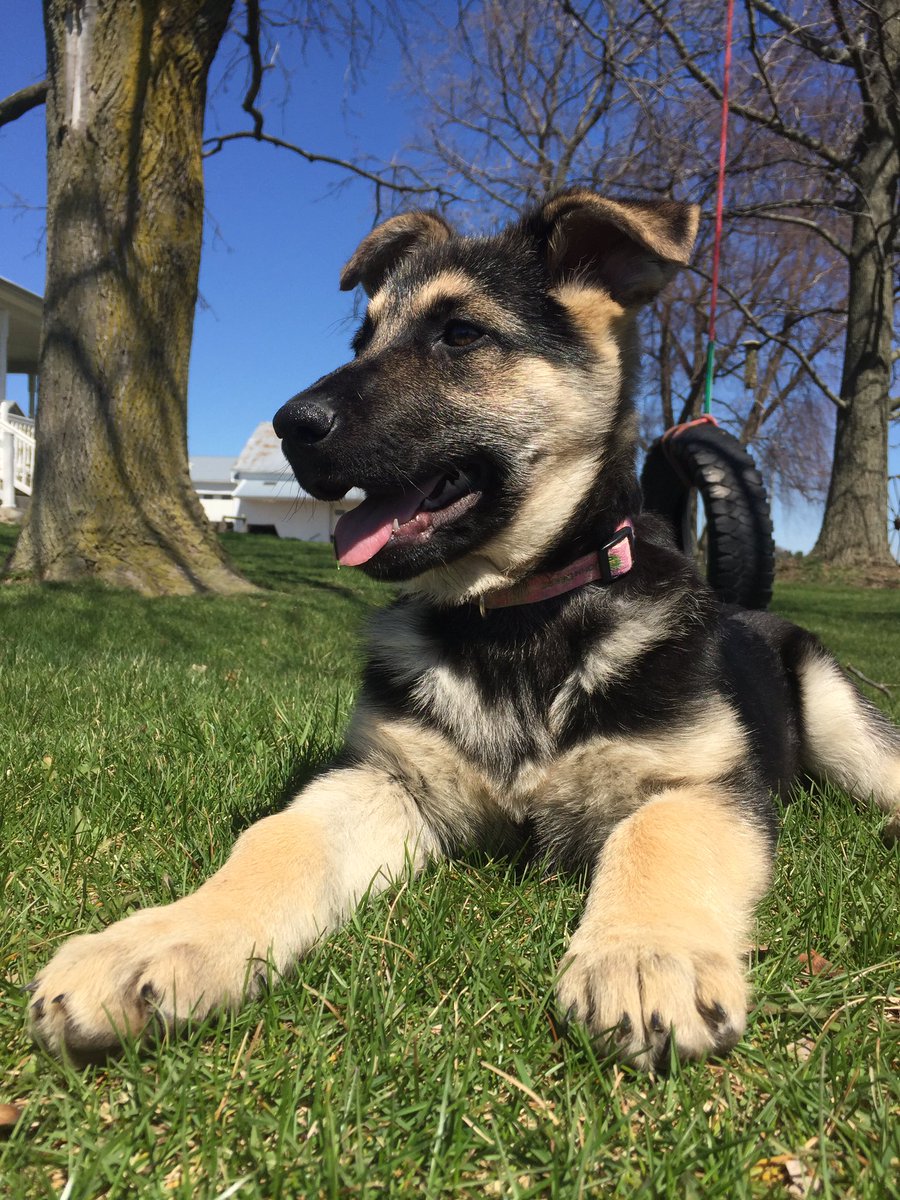KenzieJMeyer's tweet photo. Look at my sweet wittle baby Samantha😍😩 my model puppy https://t.co/ysuzOTdHdv