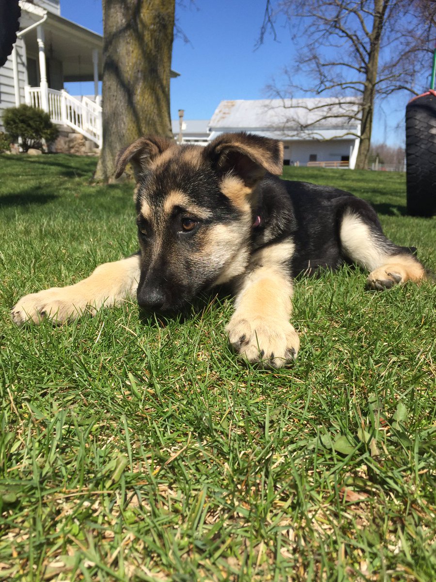 KenzieJMeyer's tweet photo. Look at my sweet wittle baby Samantha😍😩 my model puppy https://t.co/ysuzOTdHdv