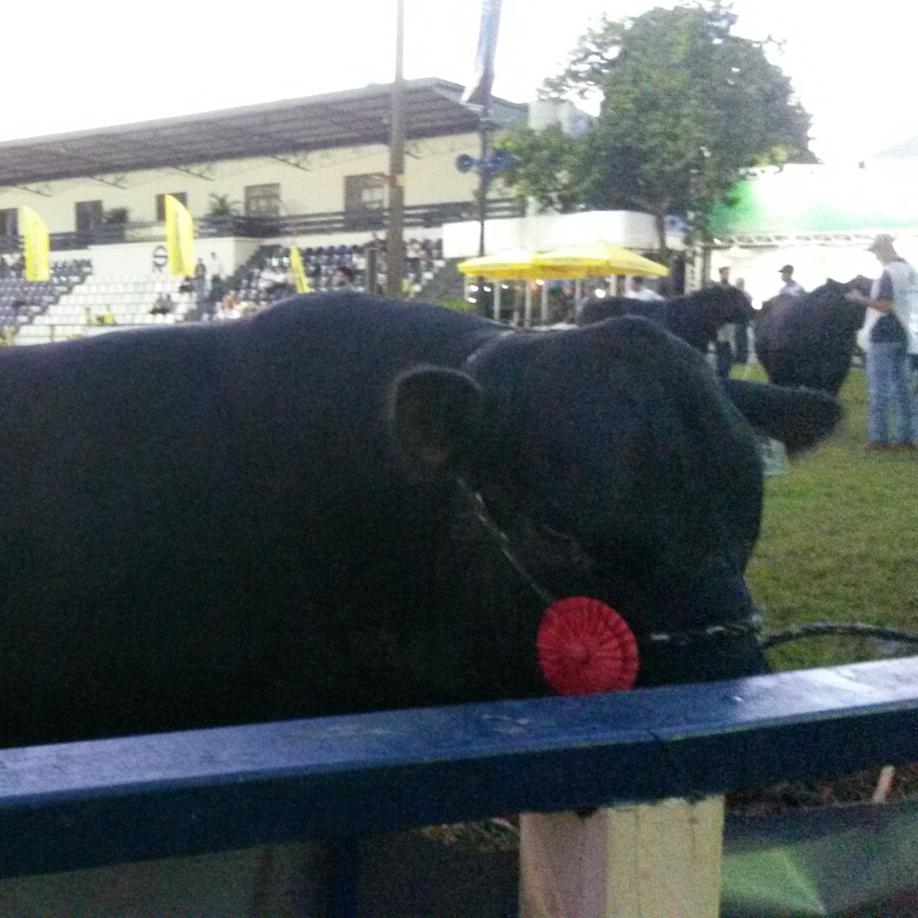DanielDanielpaj's tweet photo. Julgamento de animais angus ExpoAgroLondrina
A excelencia da carne
#expolondrina #angus #carneforte #carnedequalidade https://t.co/AIkaorKyHU
