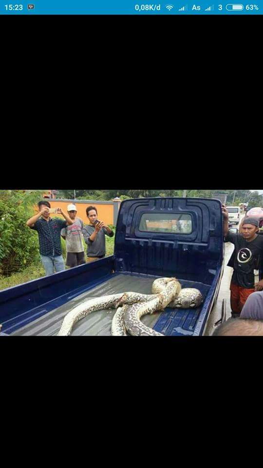 Late post.. dapat info beberapa hari yg lalu di ngablak ditemukan ular piton sepanjang 7m.. cc <a href="/Sekitar_Pati/">Pati Bumi Mina Tani</a>