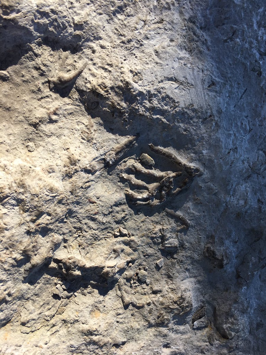 astronomer4hire's tweet photo. Hello #Toronto it's great to be back! Check out these low grade #fossils in cherty limestone at #Viscount Station. @RudkinDave https://t.co/iWZaAceumz