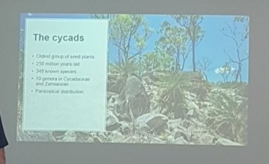 teac_stirling's tweet photo. @Cycadales up next to discuss the conservation genomics of cycads #STEB https://t.co/i8doevei2N