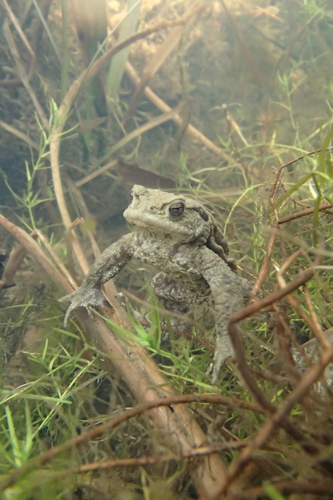 froglifers's tweet photo. Thanks to A. Gray for sharing this beautiful photo with us of a toad at #HitchingbrookeCountryPark #YearoftheToad https://t.co/bk0uHp0vn9