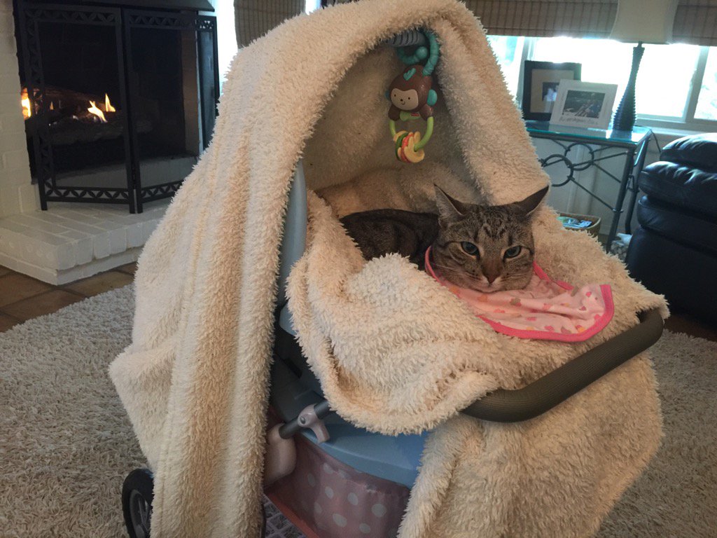 LizArtzHayes's tweet photo. Now that's a good cat. #PoorFluffy #PatientKitty
#SpringBreak https://t.co/78jC4fCQPl