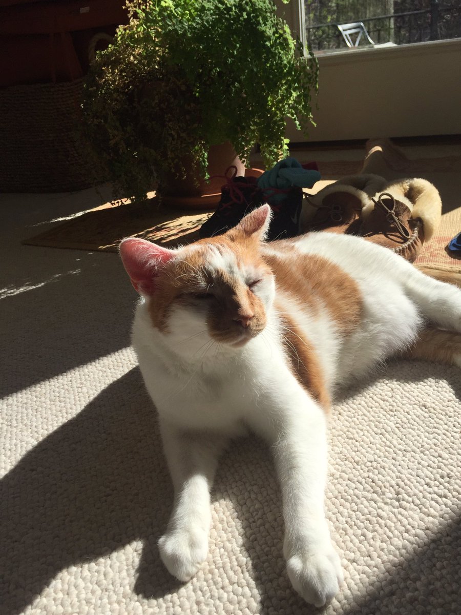 1Lifecc's tweet image. Dewey says. #fillingmyballoons x 100