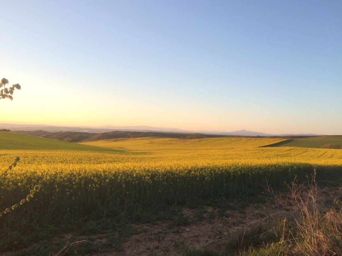 casasdevalois's tweet photo. 🌼🌻La primavera trompetera ya llegó 🌺🌾🎺🎺 https://t.co/BuPily4UnU