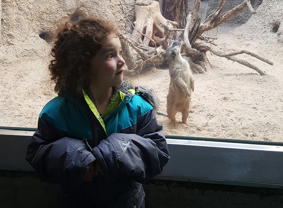 STEMtacular's tweet photo. We had a great time @zooberlin! Meeting this little friend inspired my youngest to research and learn more about Meerkats when we got home. https://t.co/pFJKsKCAYx