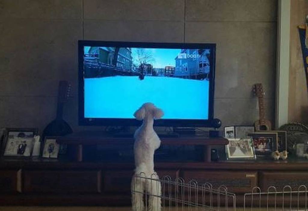 dogtv's tweet photo. "Oh my goodness, oh my goodness! Saturday means I get to watch DOGTV!" 📸 @goddess1004 ⠀
⠀
#dogsofinstagramn #dog #DOGTV #Dogs #dogsofig #do… https://t.co/64BVaUcYxV