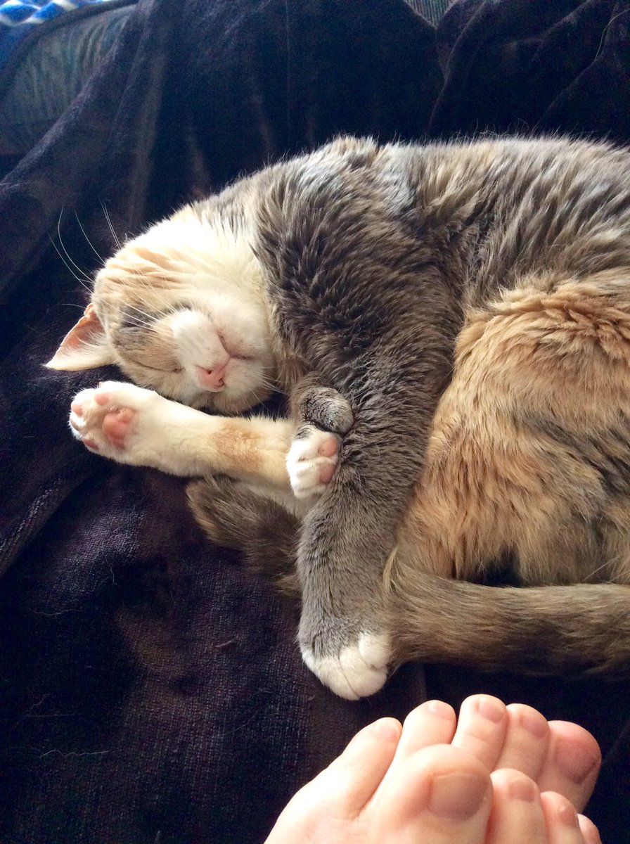 ScorpioLisaM's tweet photo. This is how Buffy plans to spend her Caturday. #catwiththumbs #catwithextratoes #BuffyTheRatSlayer https://t.co/t4FxIOEdK9