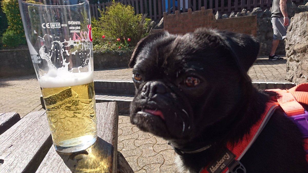 Out enjoying a pint with the humans! #beergarden #sunny #Wigglepug