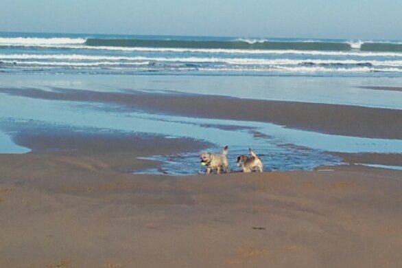 MarkRobCW's tweet image. Its great when you&apos;re still young enough to chase balls all the morning on the beach #Bude ....