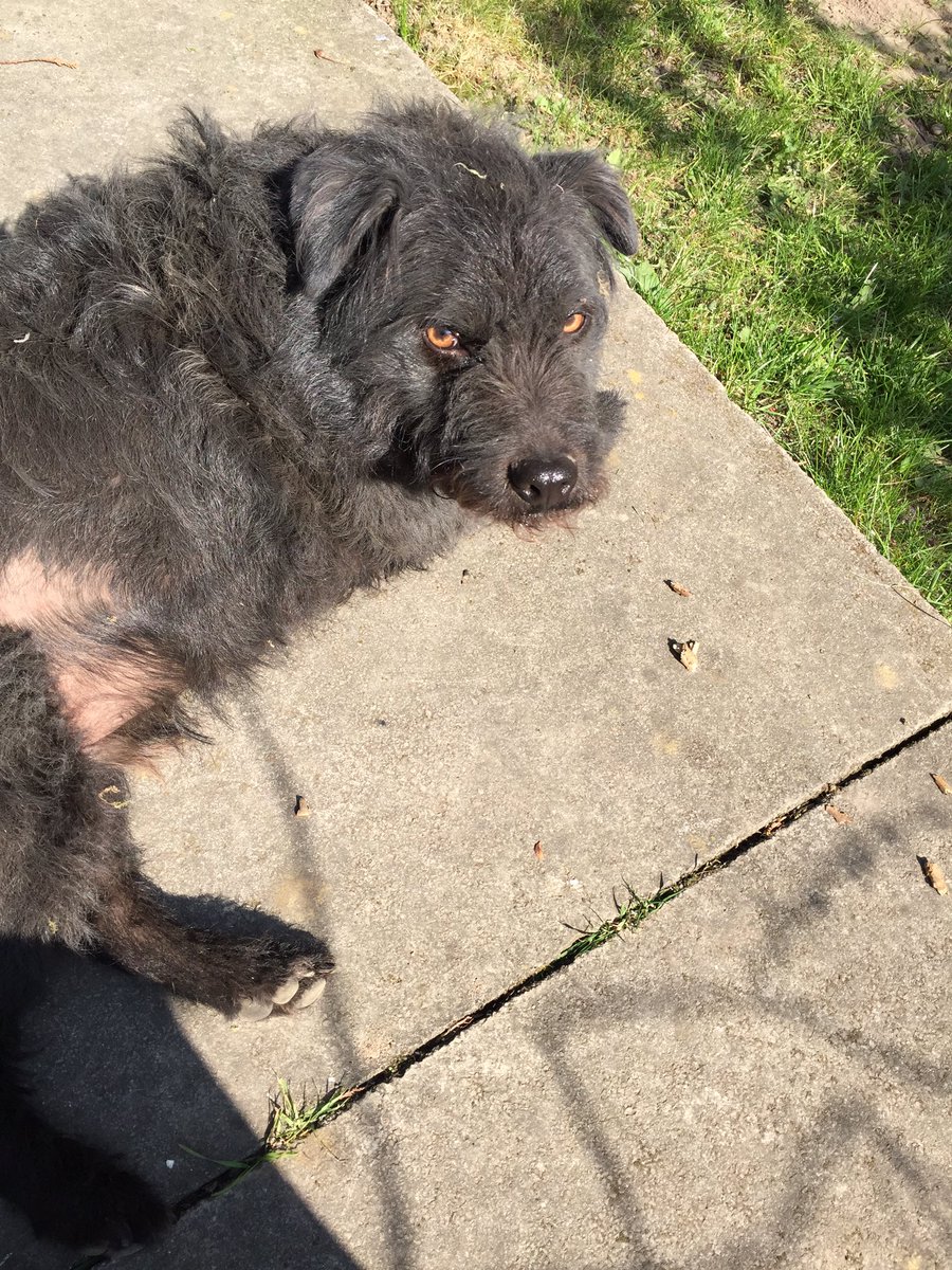 Baxter_Boo_'s tweet image. Guess who has been rolling in the dust up the garden