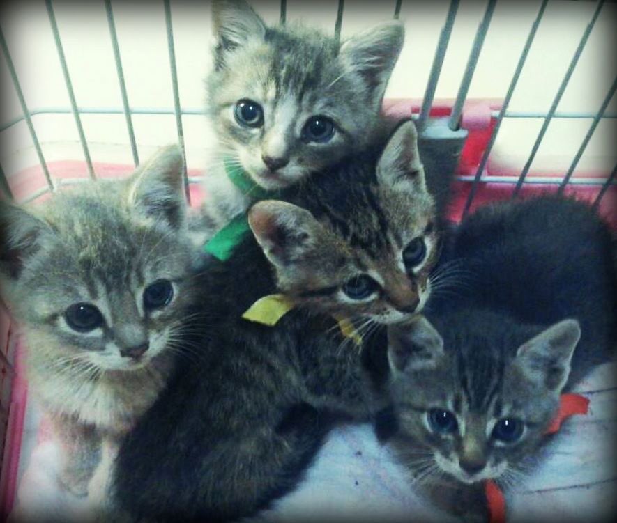 Cuando no podés más de ternura.