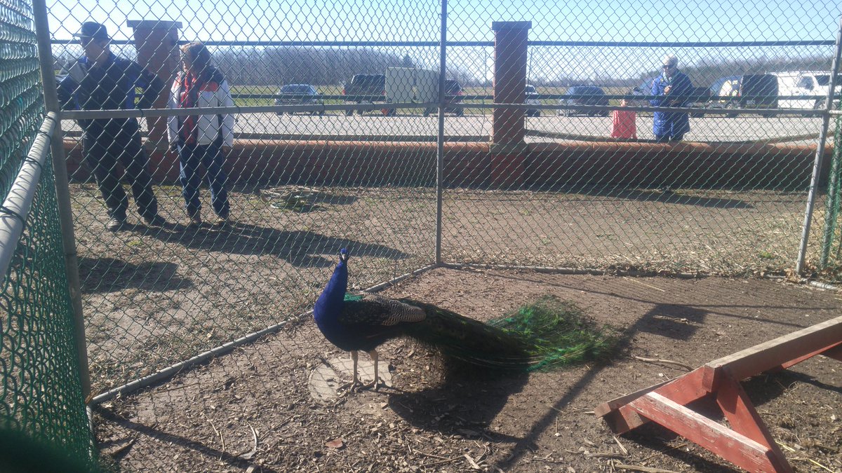 NSantos007's tweet photo. Wildlife Week kicks off at Jack Miner Sanctuary. Come check out all the fine birds of many feathers. #MyKingsville https://t.co/ks7VeSDBjb