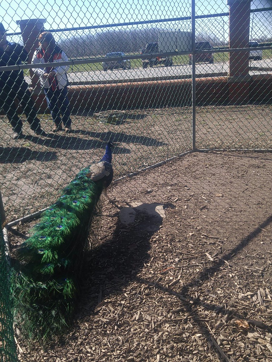 NSantos007's tweet photo. Wildlife Week kicks off at Jack Miner Sanctuary. Come check out all the fine birds of many feathers. #MyKingsville https://t.co/ks7VeSDBjb