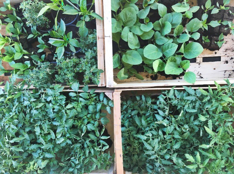 sarratdegoundy's tweet photo. Création de notre potager aujourd'hui au domaine #sarratdegoundy pour notre #tablevigneronne https://t.co/kh1ieE4Sbb