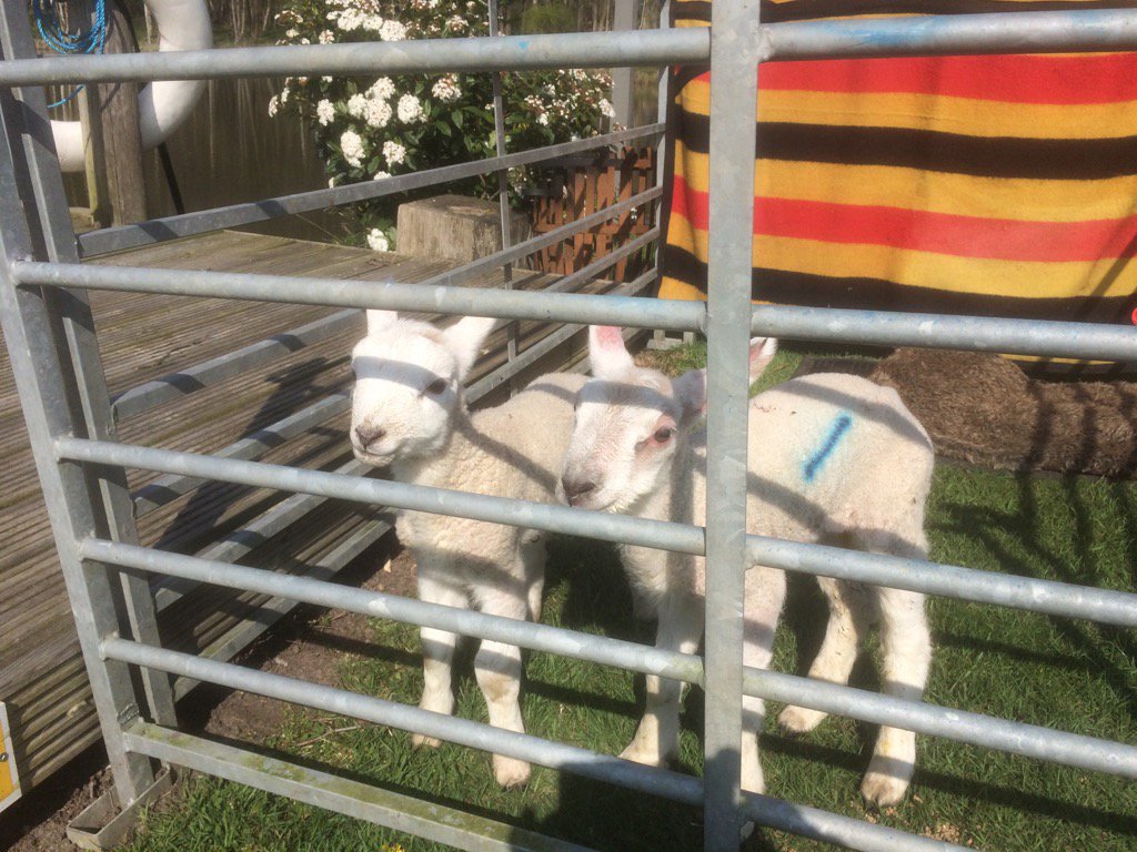 PhrenzEquip's tweet photo. The first orphaned lambs arrived. Sadly the third died unexpectedly. https://t.co/F8dI6jRBau