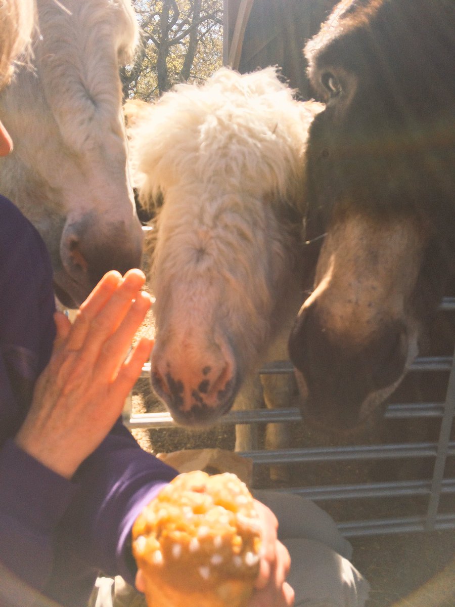 Sorry the Muffins are not for you donkeys, even when you do ask so nicely!! 🍰 #nutmeg #norman #walter #snowdonia #donkeys #northwales