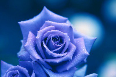 hope_hanakoto's tweet image. 【青いバラ】

自然界に青いバラは存在せず、作製することは不可能と言われていましたが、パンジーの青色遺伝子を組み込むことで作製することが可能となりました。

花言葉は『奇跡』