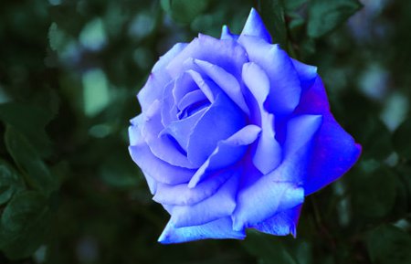 hope_hanakoto's tweet image. 【青いバラ】

自然界に青いバラは存在せず、作製することは不可能と言われていましたが、パンジーの青色遺伝子を組み込むことで作製することが可能となりました。

花言葉は『奇跡』