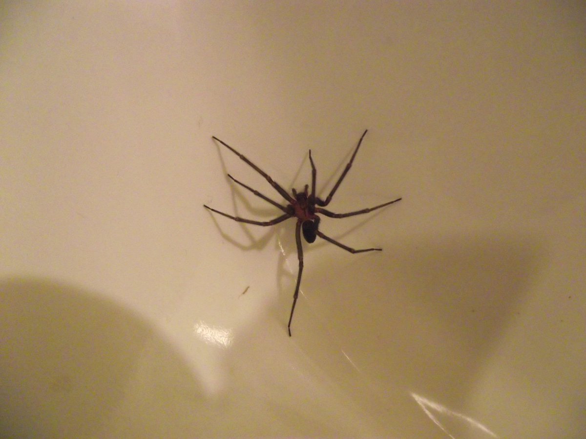 Si llegamos a 35 RT en menos de 24h  <a href="/PrinceAltss/">~PrinceAltss~</a> me dará generador de MC FA,si llegamos sorteo 5 cuentas premium si no le das RT ->