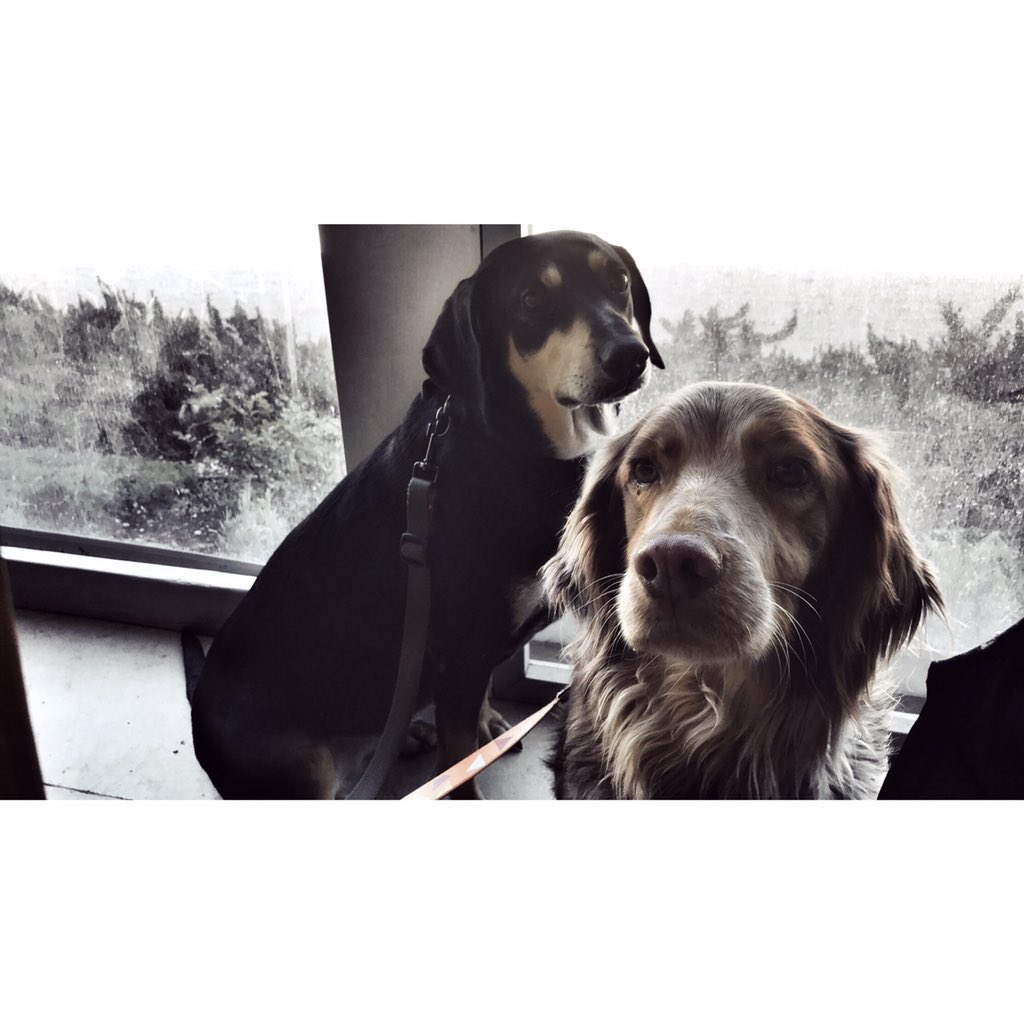 CaforaFabio's tweet photo. #sguardi #dogs https://t.co/HHv8zHGsMa