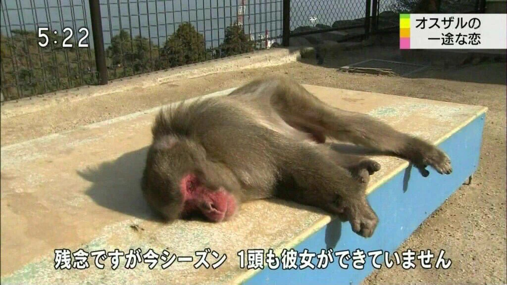繁殖できない動物シリーズが話題www人も動物も同じですねwww