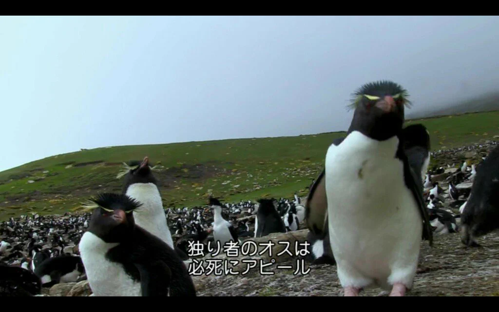 繁殖できない動物シリーズが話題www人も動物も同じですねwww
