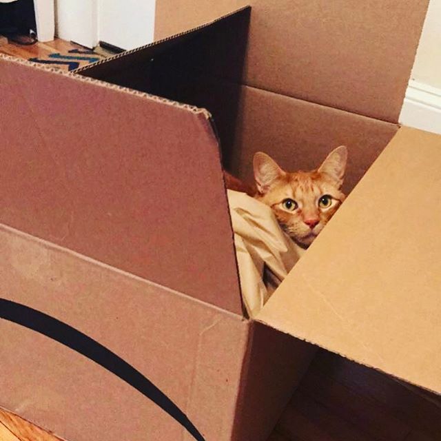 Some call it a cardboard box, others call it a cat bed. #PrimePet