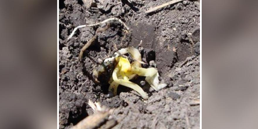 Asgrow_DEKALB's tweet photo. Don’t be too quick to plant if conditions aren't right. Consider these factors: #MyFarmMyYield https://t.co/eQXCfZFn6M https://t.co/exK0SBdvHP