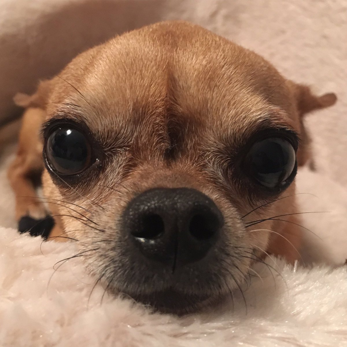 RenataZanchi's tweet photo. Giulio and his new "flat ears" trend 🙈❤ #AmoreMio #chihuahua #chihui https://t.co/jhzzRTmMD0