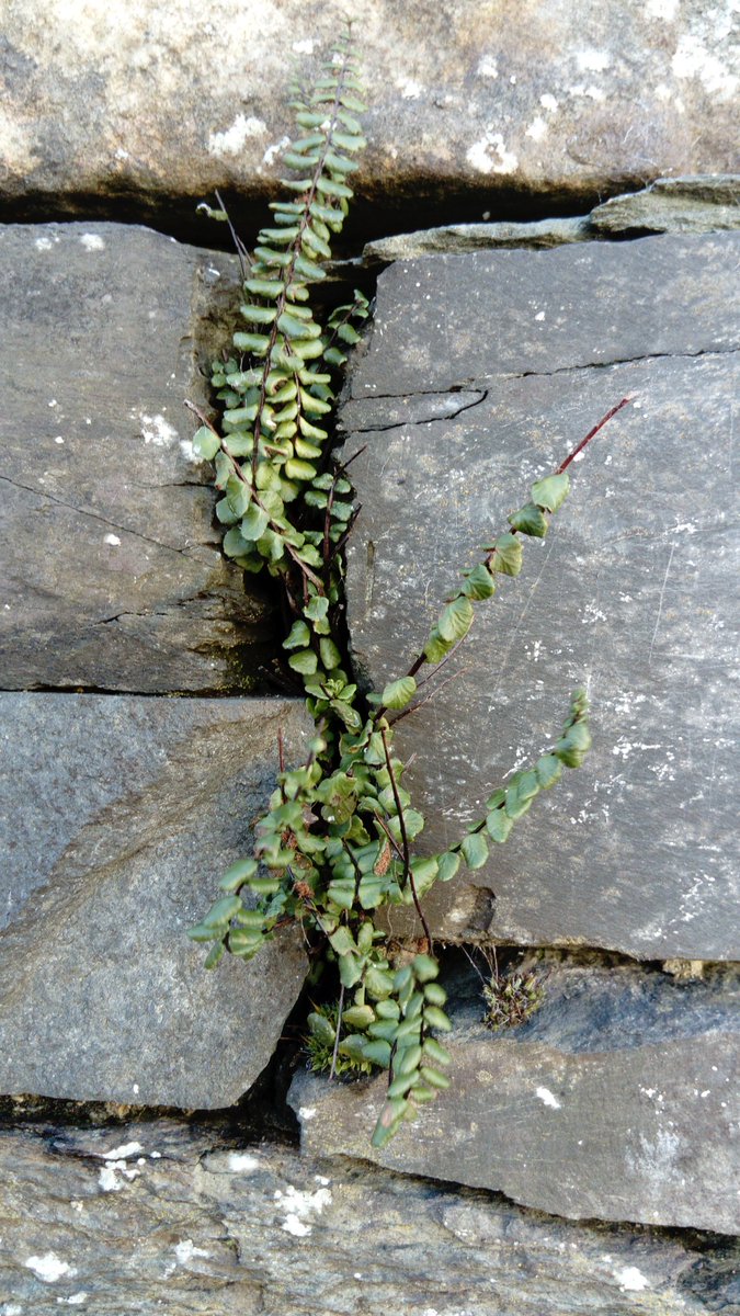 DavidmAllison1's tweet photo. #LakeDistrict Life finds a way๐ฌ๐ง๐ท๐ณ #NotJustLakes #Neverstopexoring #photography https://t.co/t4VzxYb5sv
