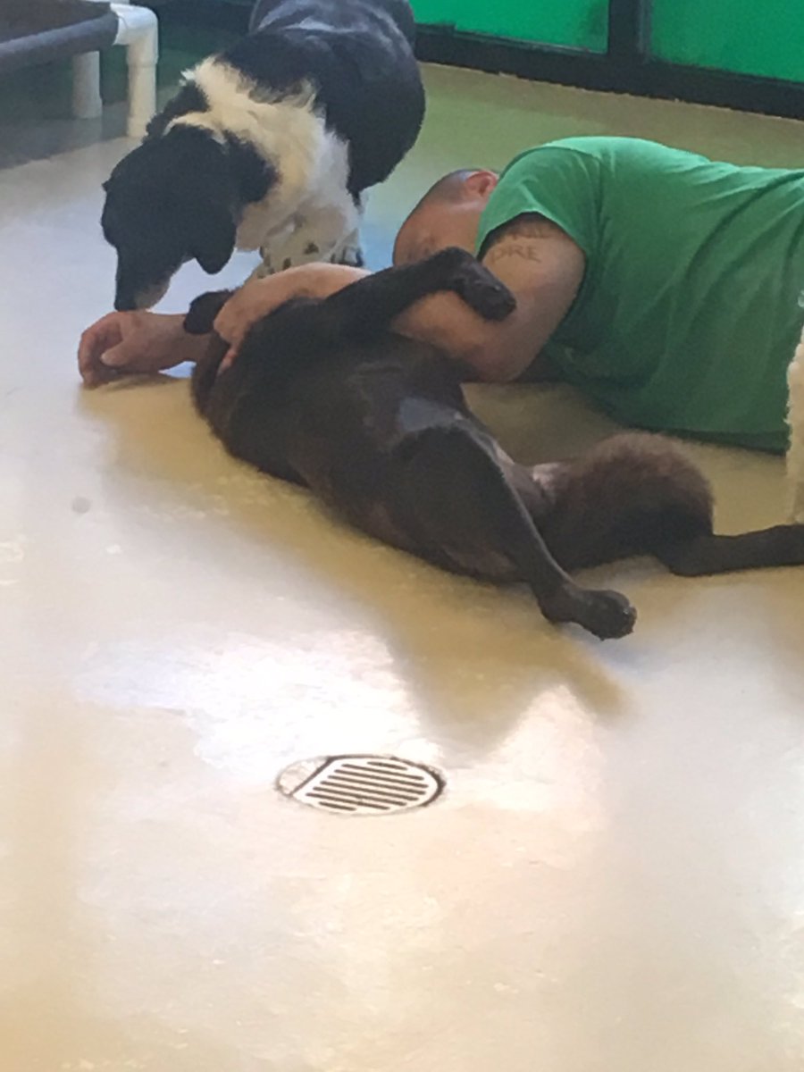 RubyandJacks's tweet image. Snuggles